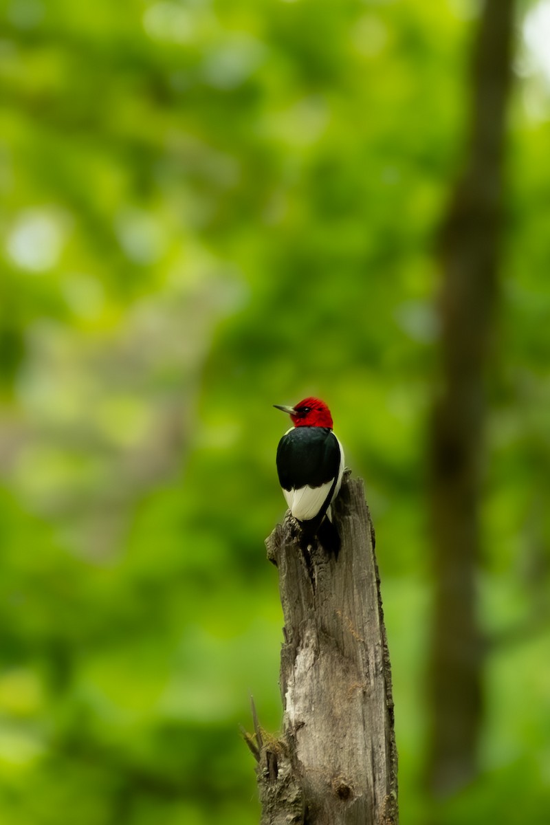 Red-headed Woodpecker - Linden Watters