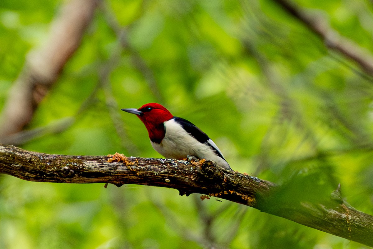 Red-headed Woodpecker - Linden Watters