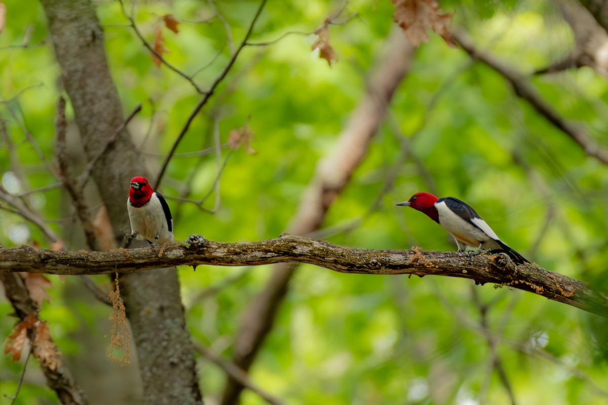 Red-headed Woodpecker - Linden Watters