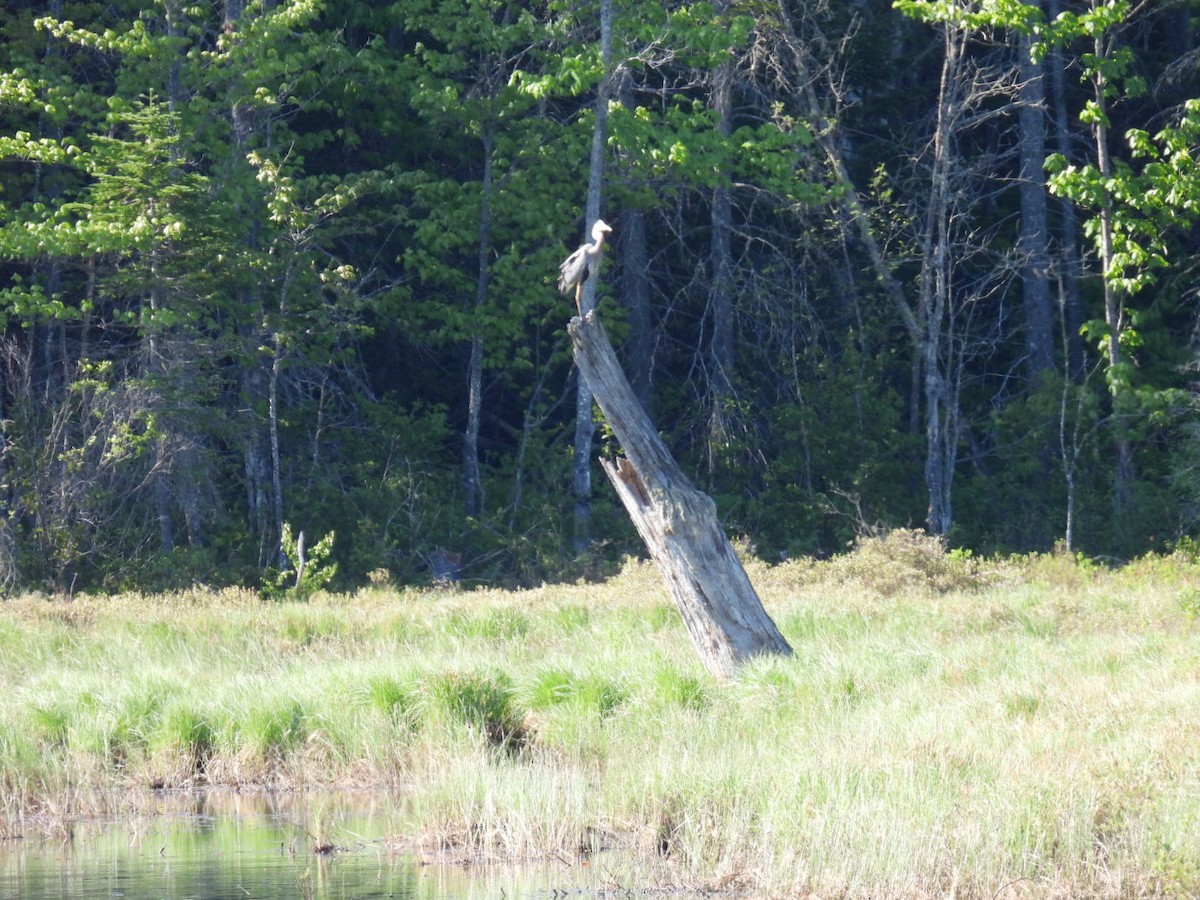 Great Blue Heron - ML619601327