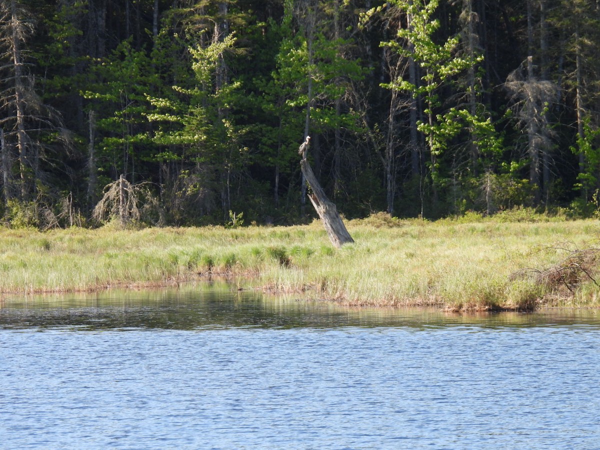 Great Blue Heron - ML619601328