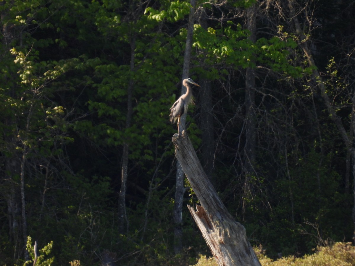 Great Blue Heron - ML619601331