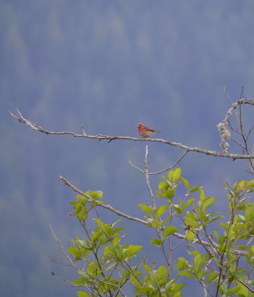 Purple Finch - Vanessa Hum