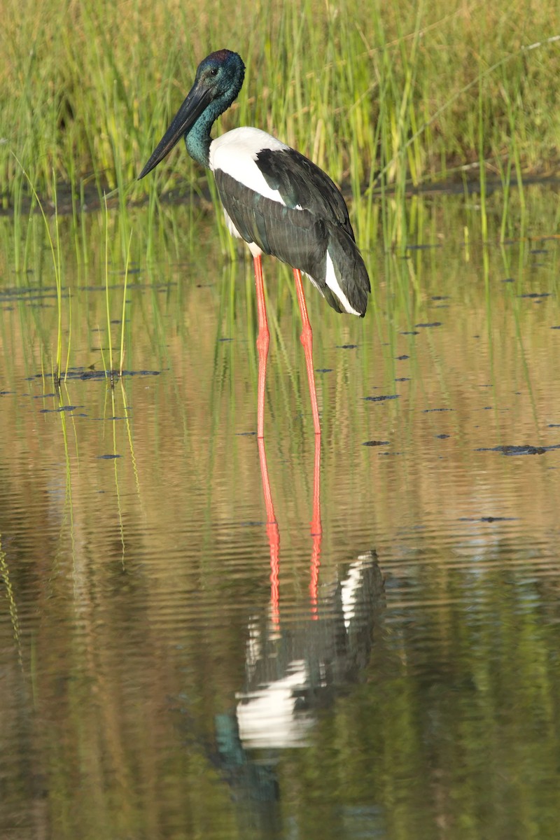 Black-necked Stork - Ed Pierce