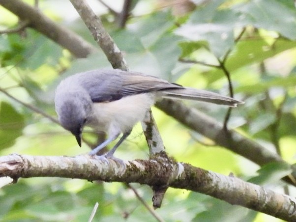 Tufted Titmouse - Kathy Pourciau