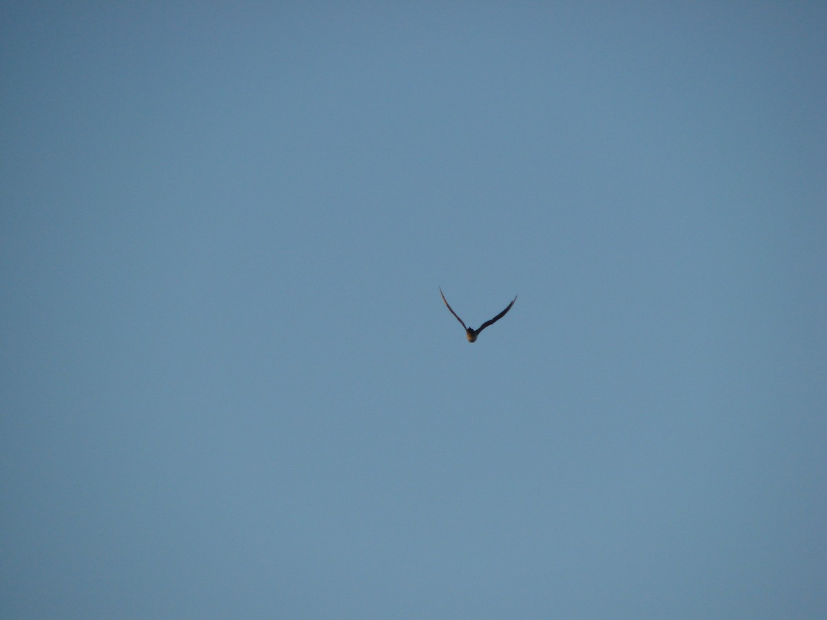 Parasitic Jaeger - Andrew Bishop