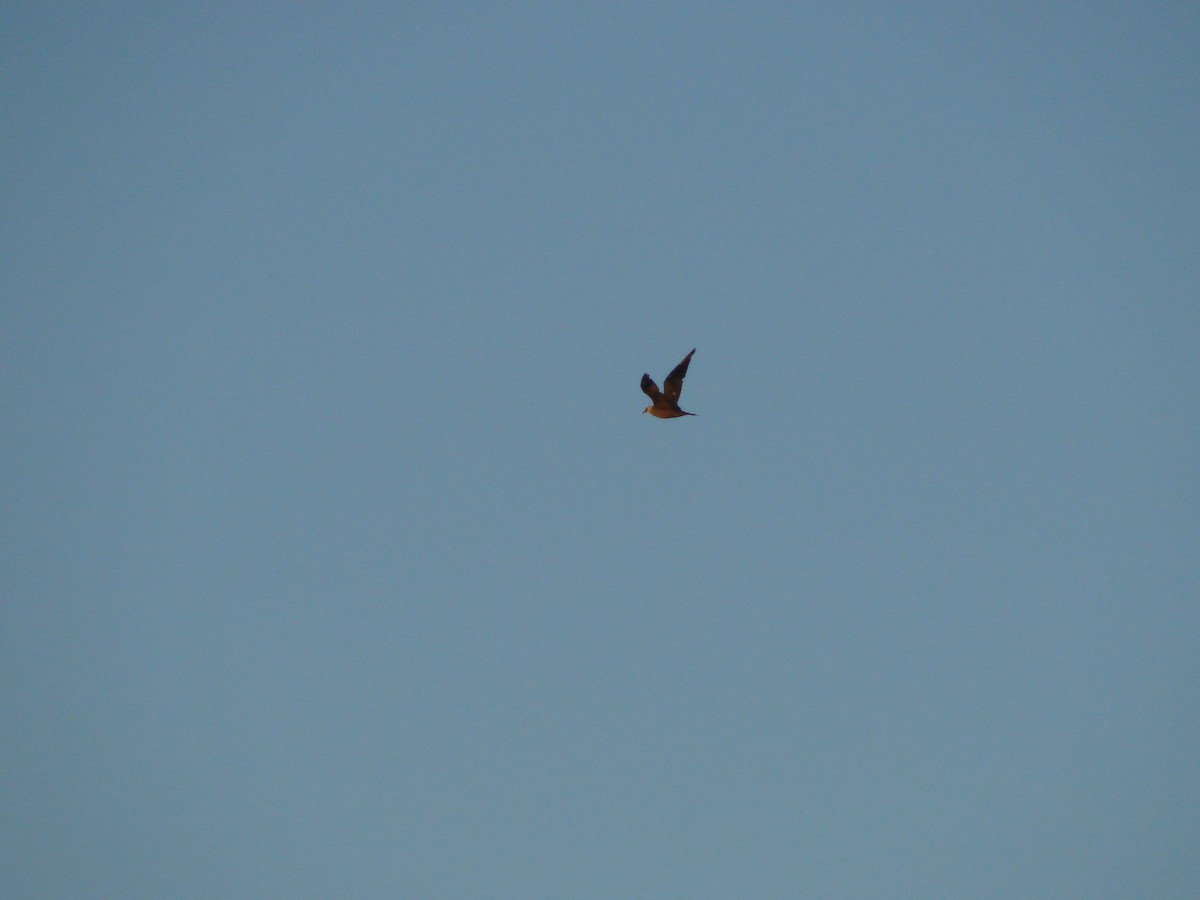 Parasitic Jaeger - Andrew Bishop