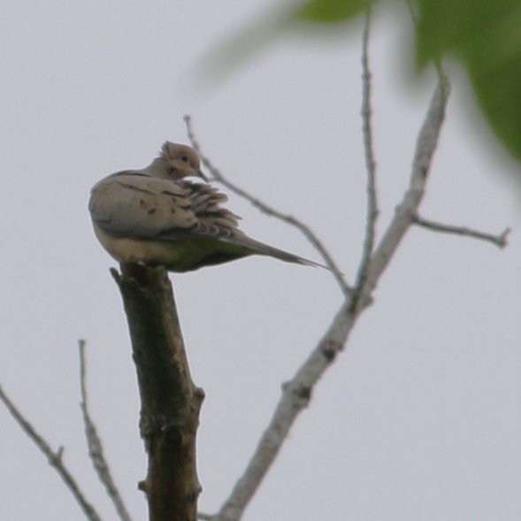 Mourning Dove - Rick Wojcik