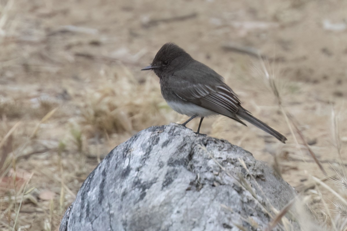 Black Phoebe - Ted Keyel