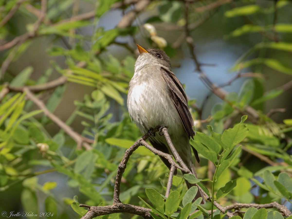 Eastern Wood-Pewee - JT Santangelo