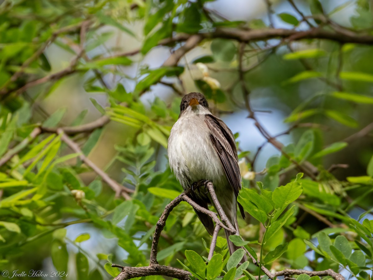 Eastern Wood-Pewee - JT Santangelo