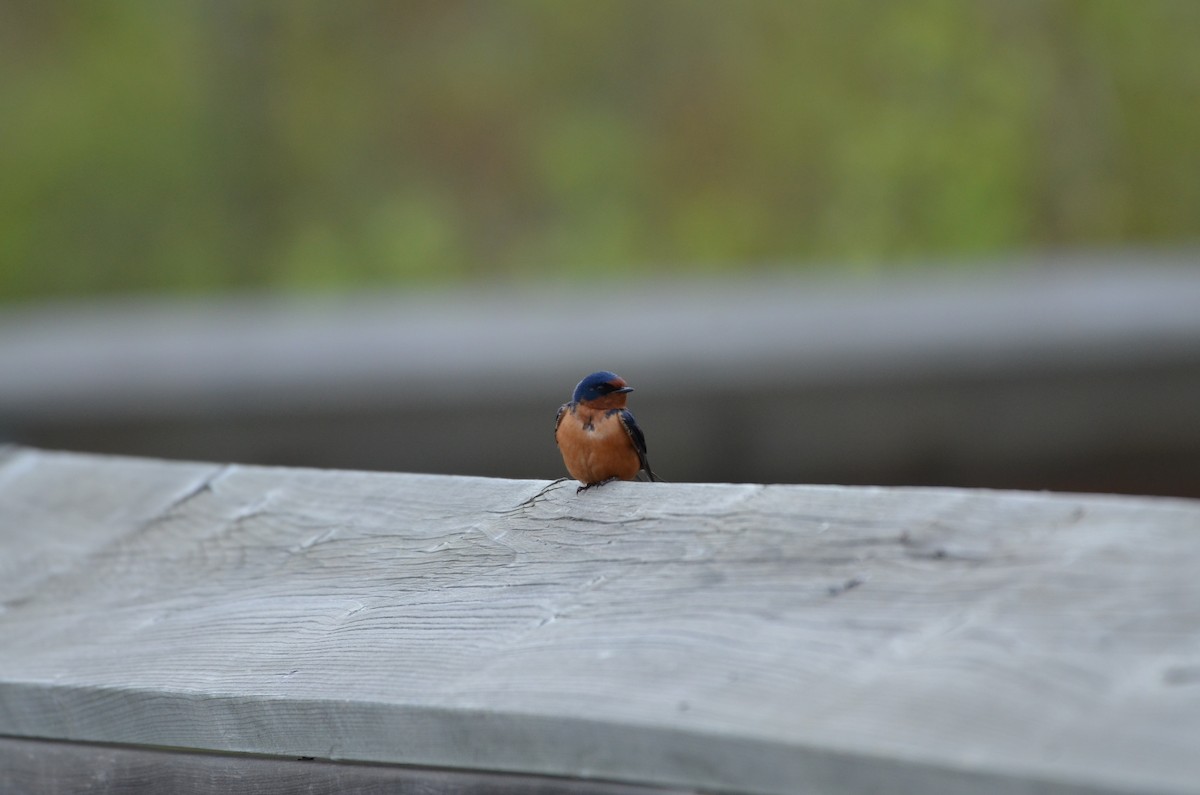 Barn Swallow - Carmen Tavares