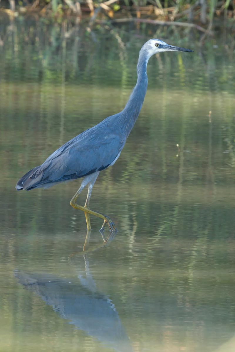 White-faced Heron - Ed Pierce