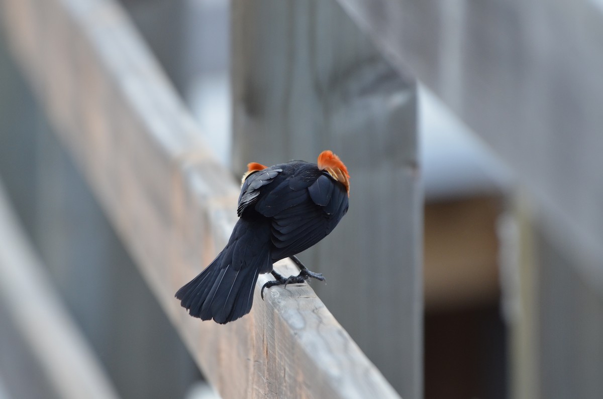 Red-winged Blackbird - Carmen Tavares