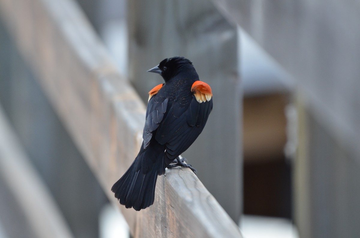 Red-winged Blackbird - Carmen Tavares