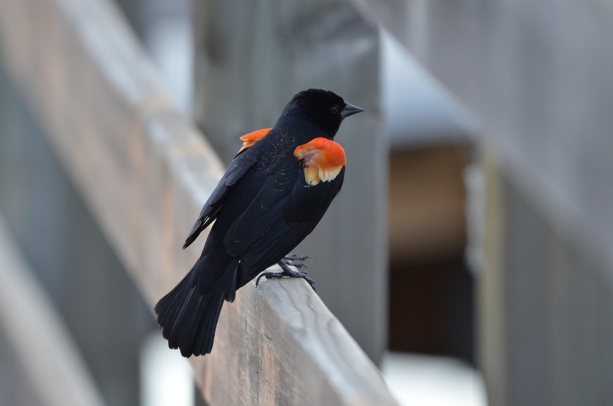 Red-winged Blackbird - Carmen Tavares