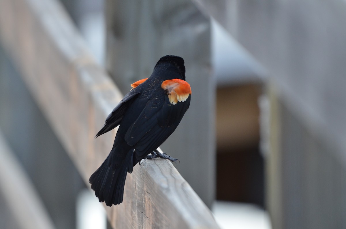 Red-winged Blackbird - Carmen Tavares