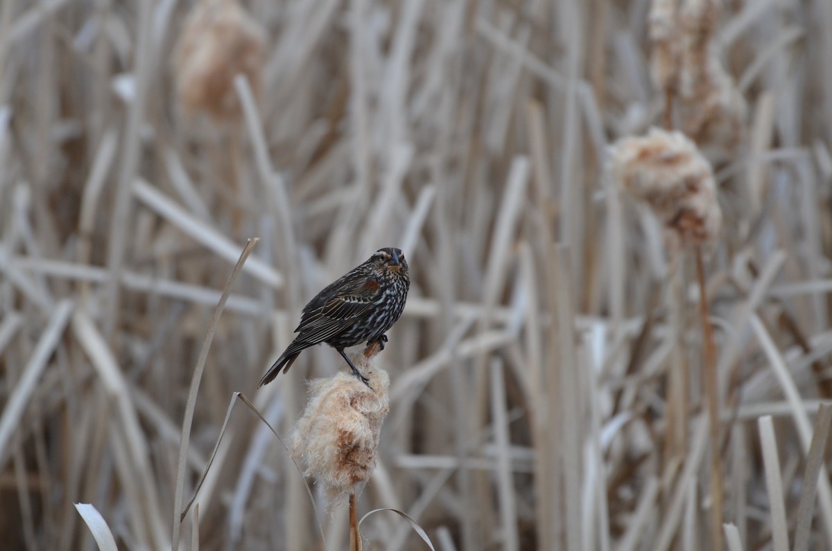 Red-winged Blackbird - Carmen Tavares