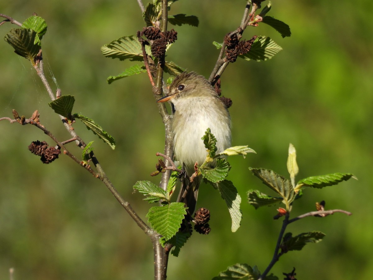 Alder Flycatcher - Joe McGill