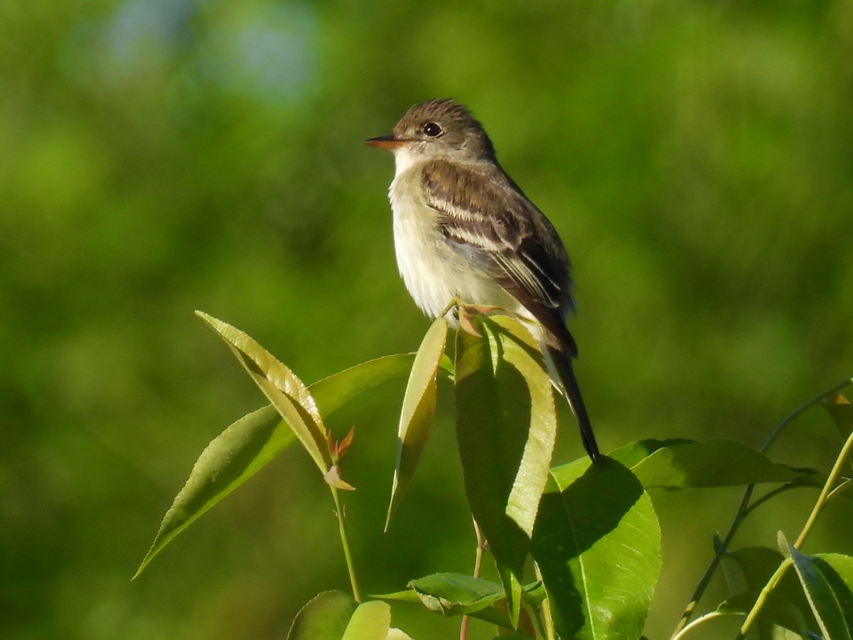 Alder Flycatcher - Joe McGill