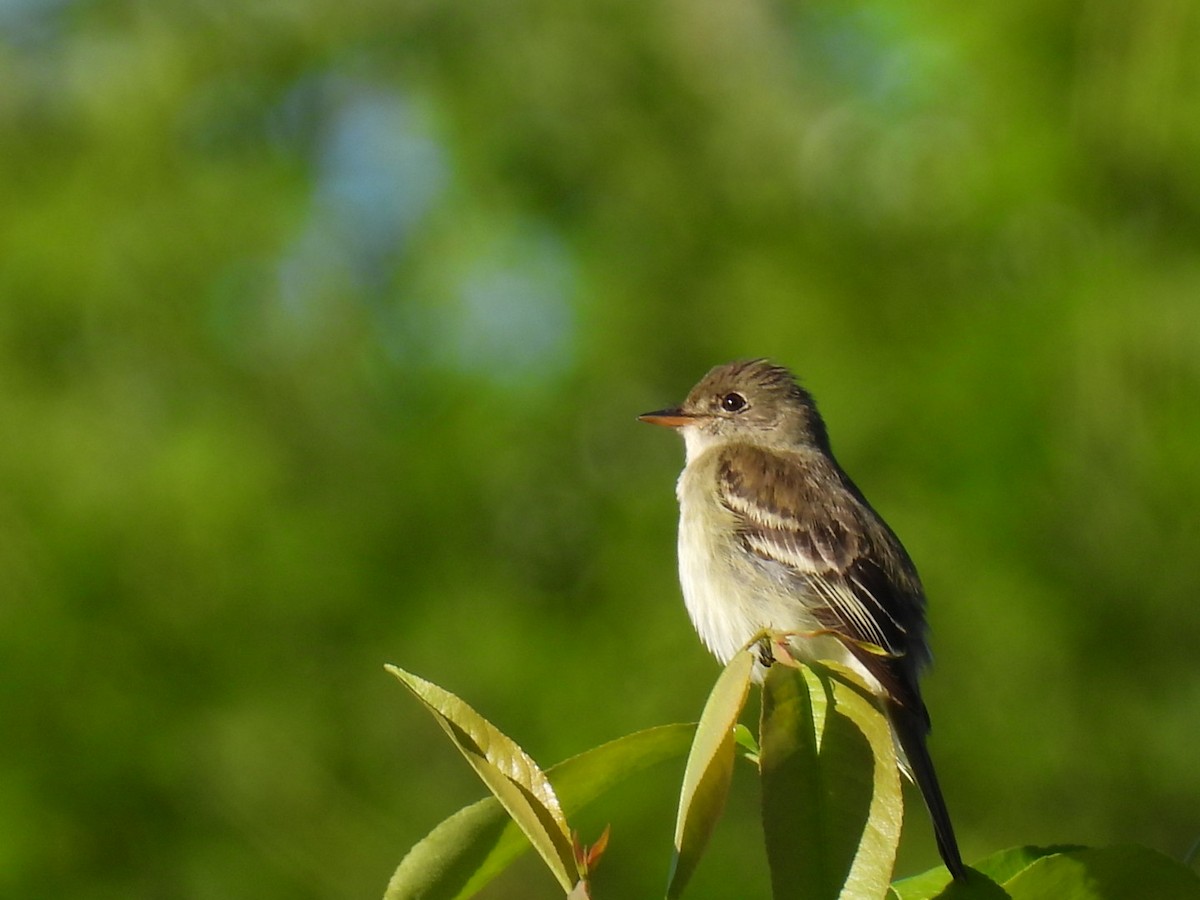 Alder Flycatcher - Joe McGill