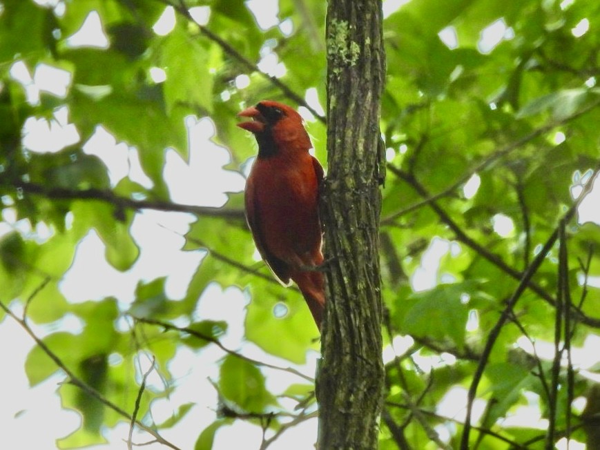 Northern Cardinal - Kathy Pourciau