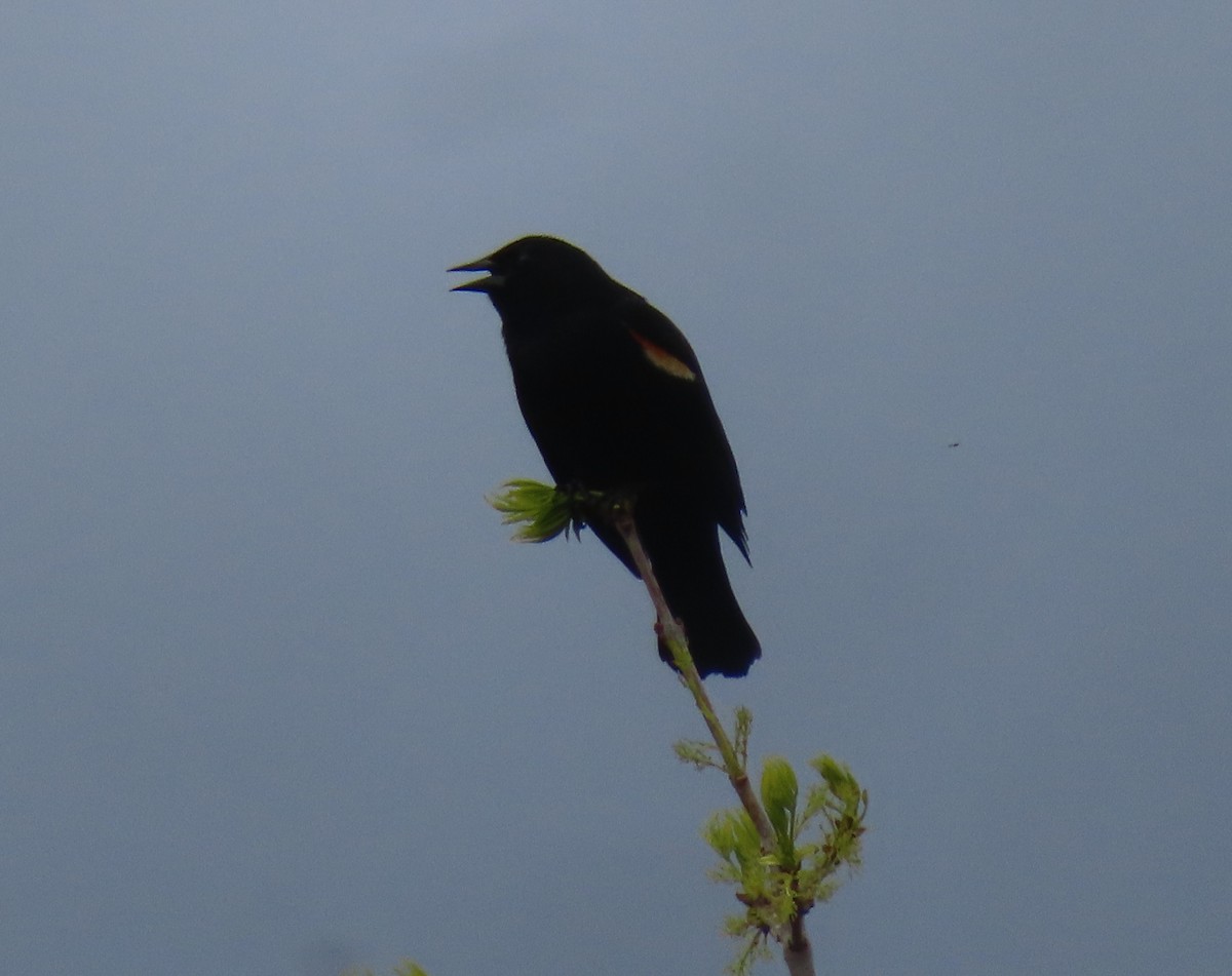 Red-winged Blackbird - Violet Kosack