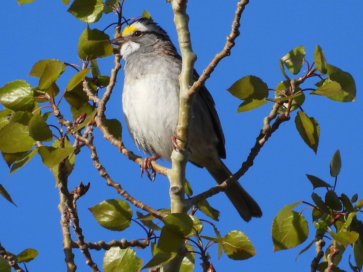 White-throated Sparrow - Marilyn Weber