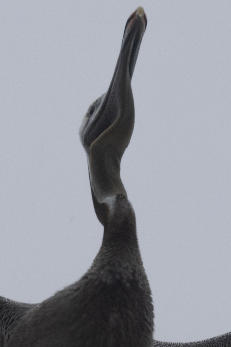 Brown Pelican - Ted Keyel