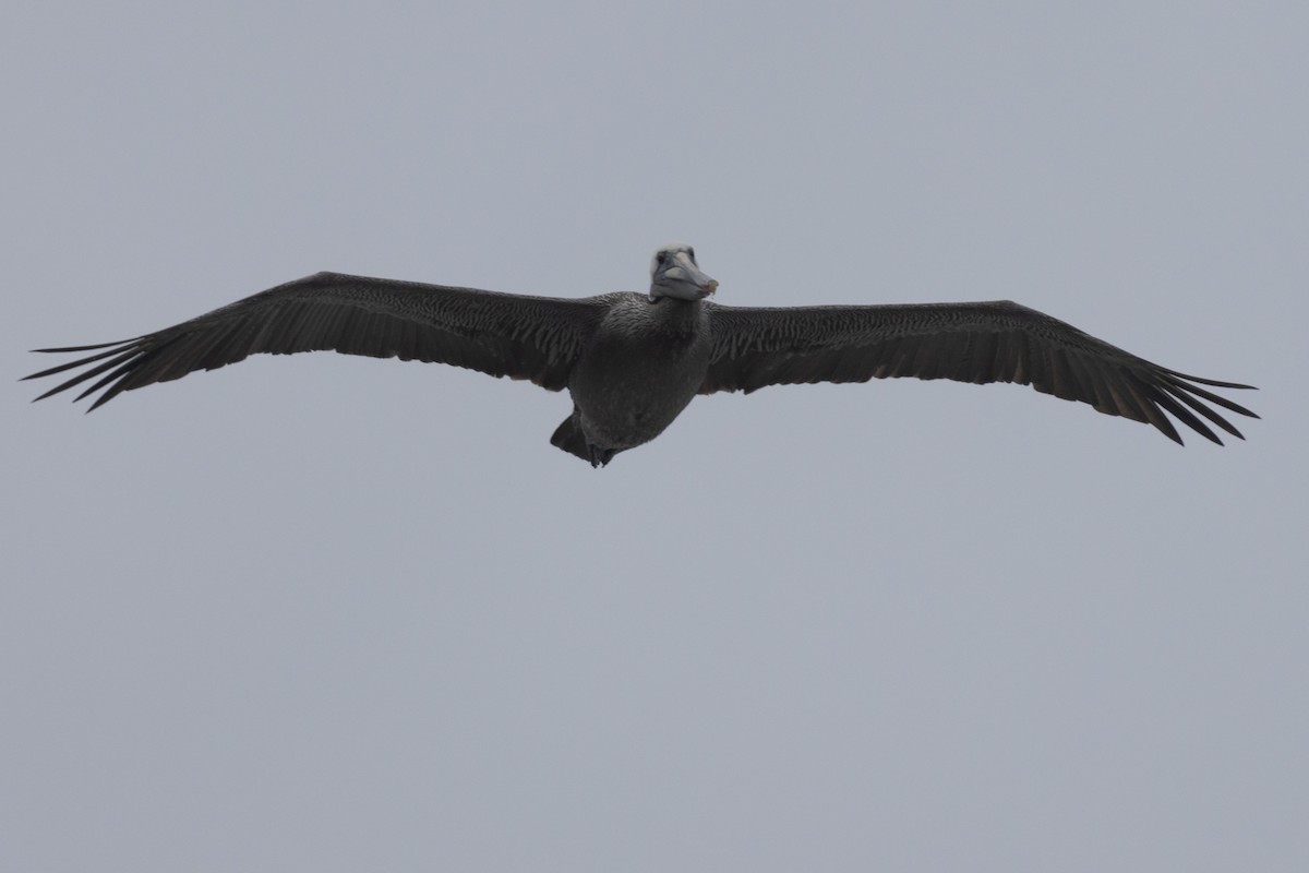 Brown Pelican - Ted Keyel