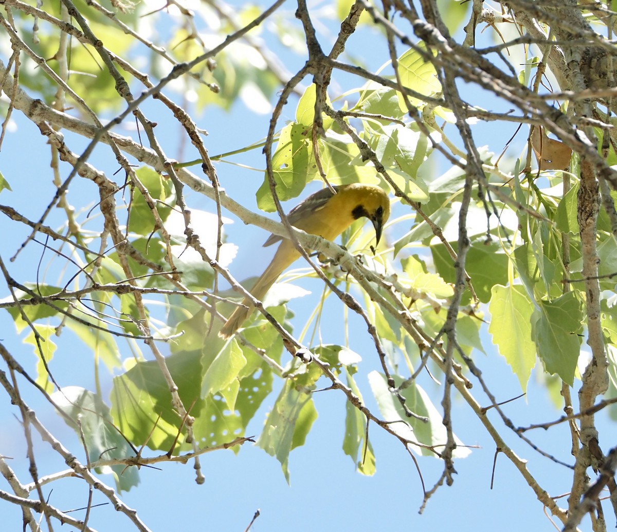 Hooded Oriole - Bob Nieman