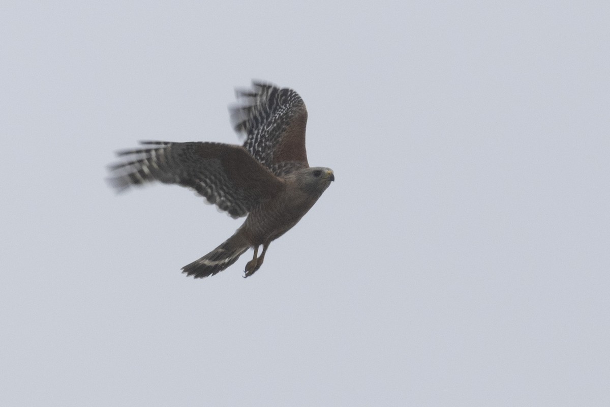 Red-shouldered Hawk - Ted Keyel