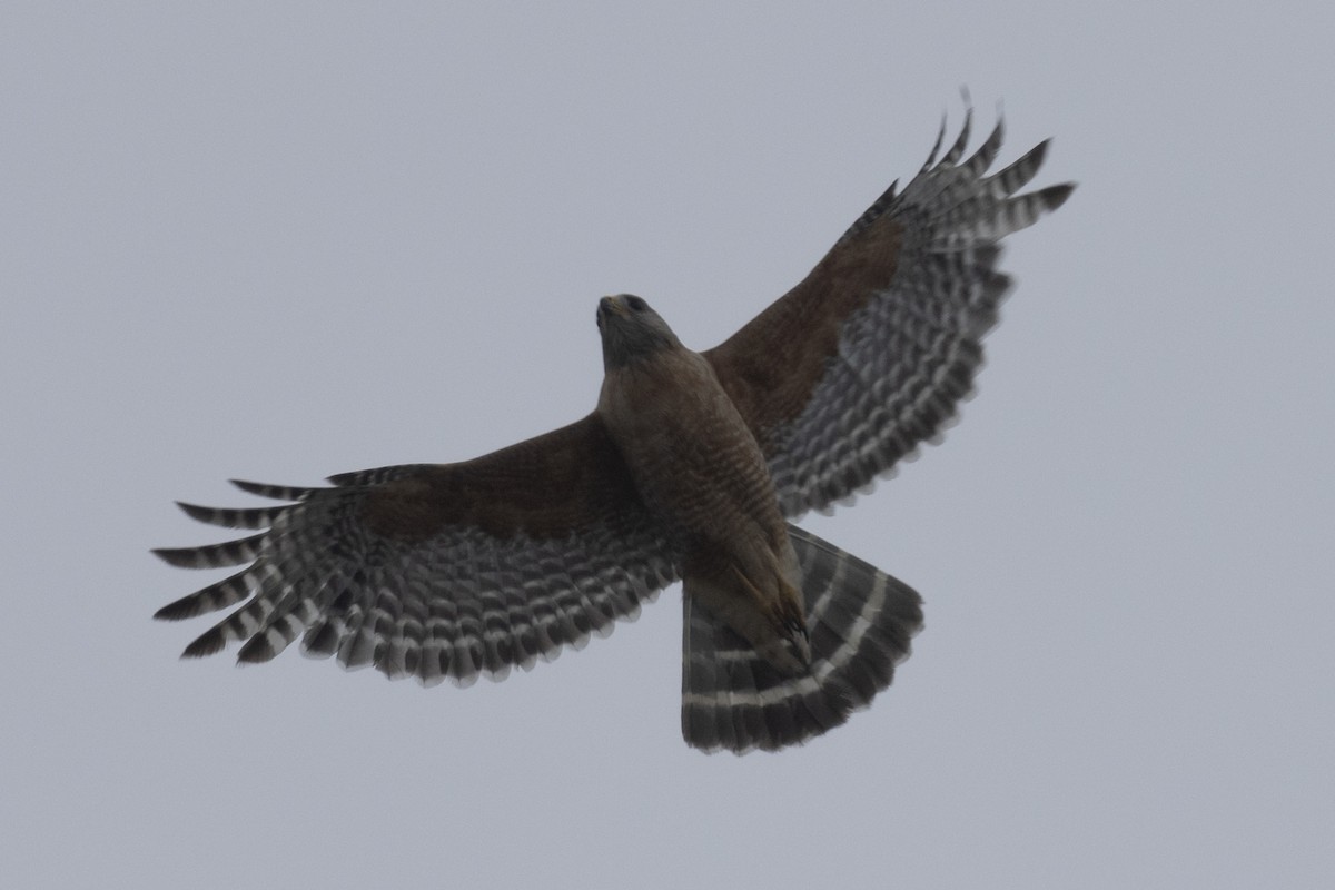 Red-shouldered Hawk - Ted Keyel