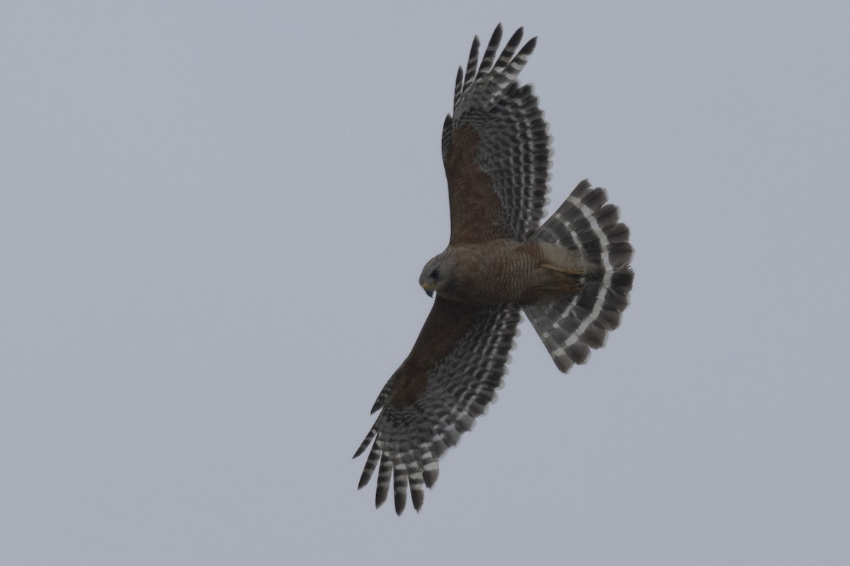 Red-shouldered Hawk - Ted Keyel