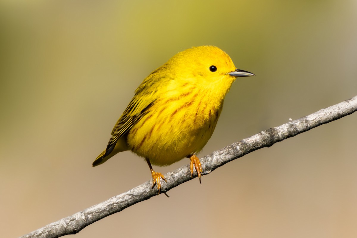 Yellow Warbler - Nicole Short