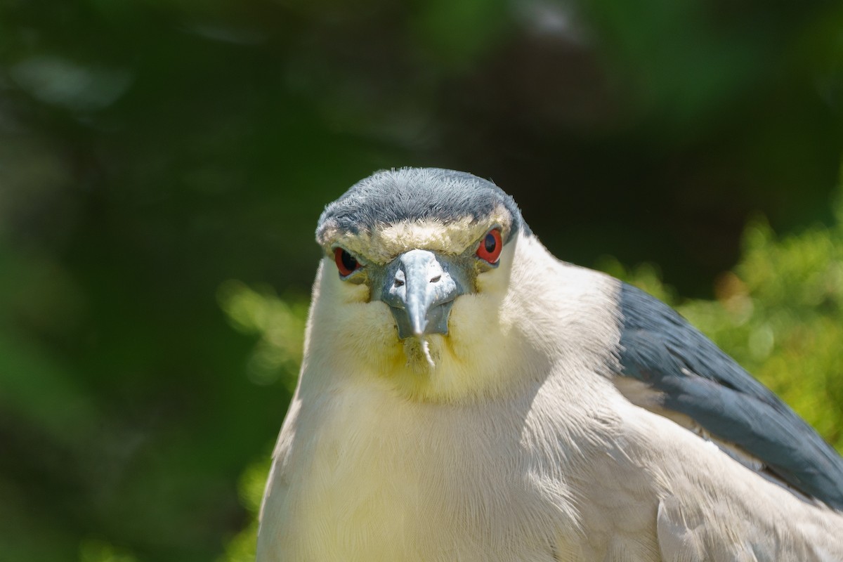 Black-crowned Night Heron - Marshall Mumford