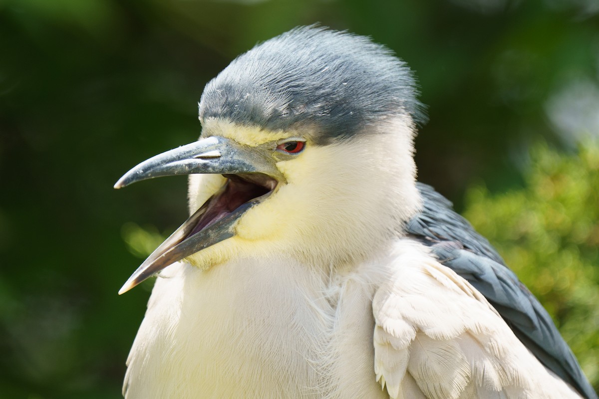 Black-crowned Night Heron - ML619601386