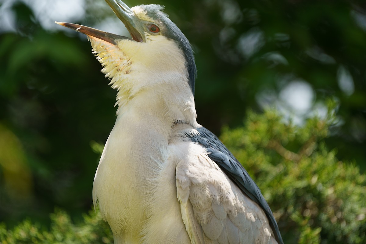 Black-crowned Night Heron - Marshall Mumford