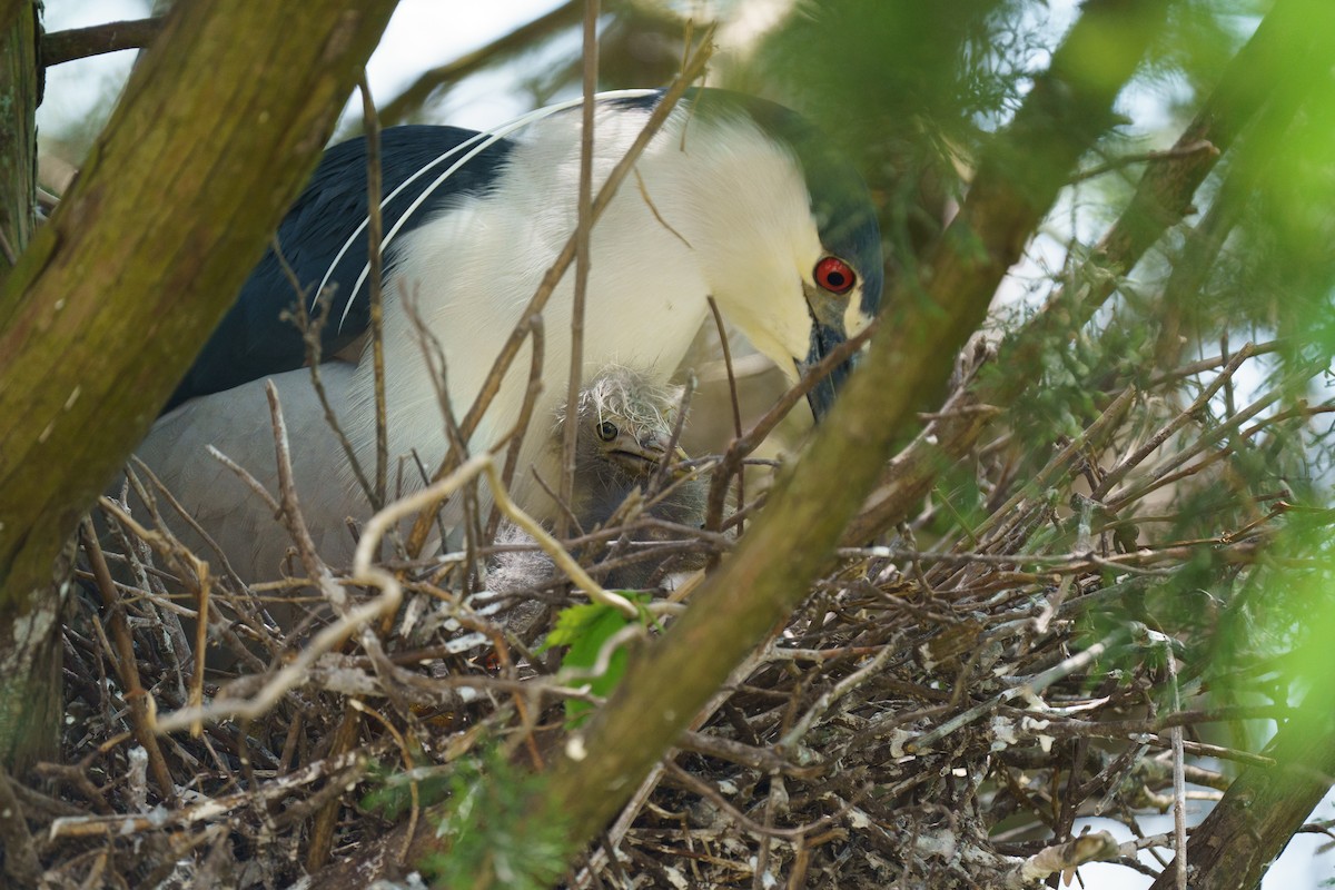 Black-crowned Night Heron - Marshall Mumford