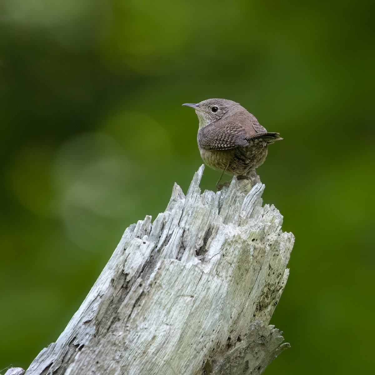 House Wren - ML619601391