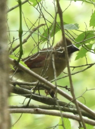 Northern Cardinal - Kathy Pourciau