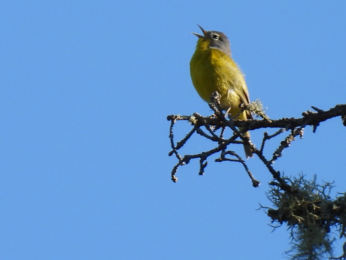 Nashville Warbler - Joe McGill