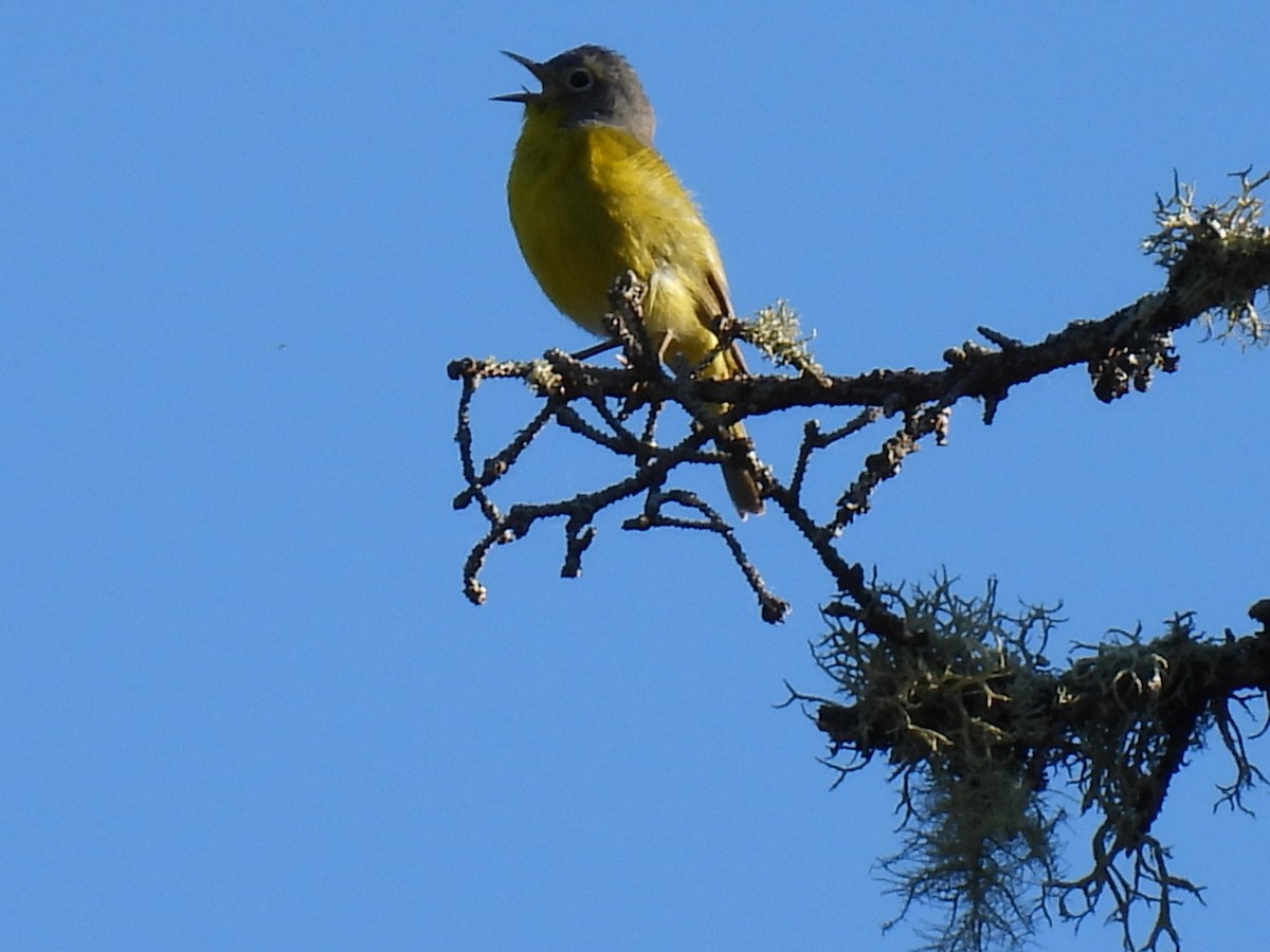 Nashville Warbler - Joe McGill