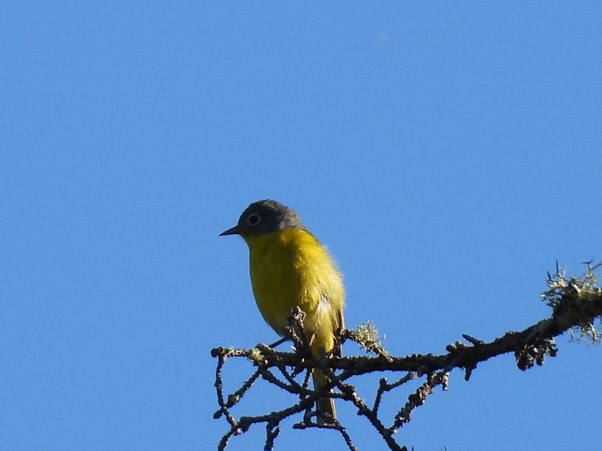 Nashville Warbler - Joe McGill