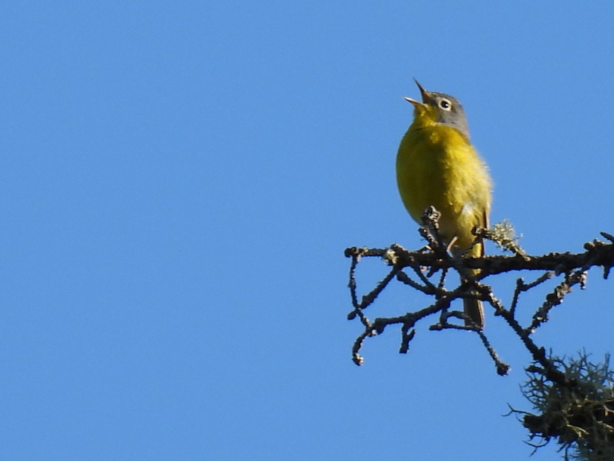 Nashville Warbler - Joe McGill