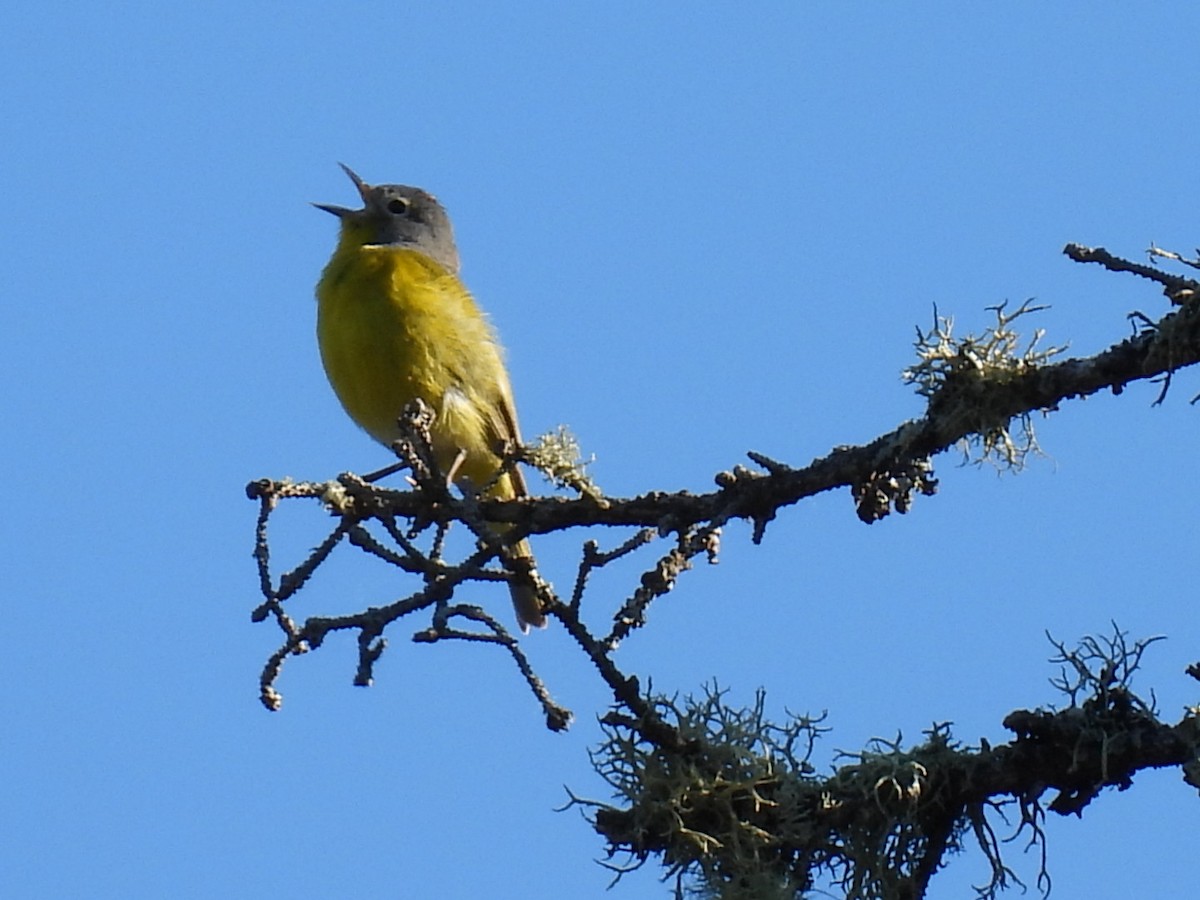 Nashville Warbler - Joe McGill