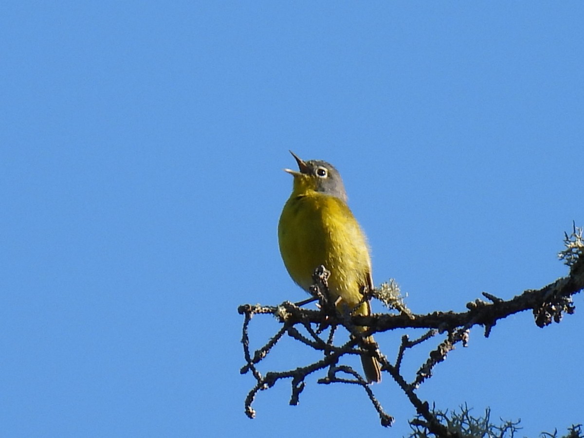 Nashville Warbler - Joe McGill