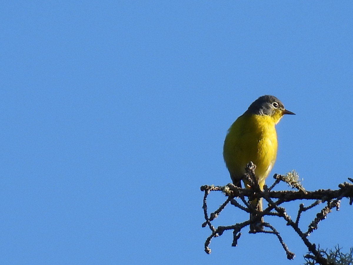 Nashville Warbler - Joe McGill