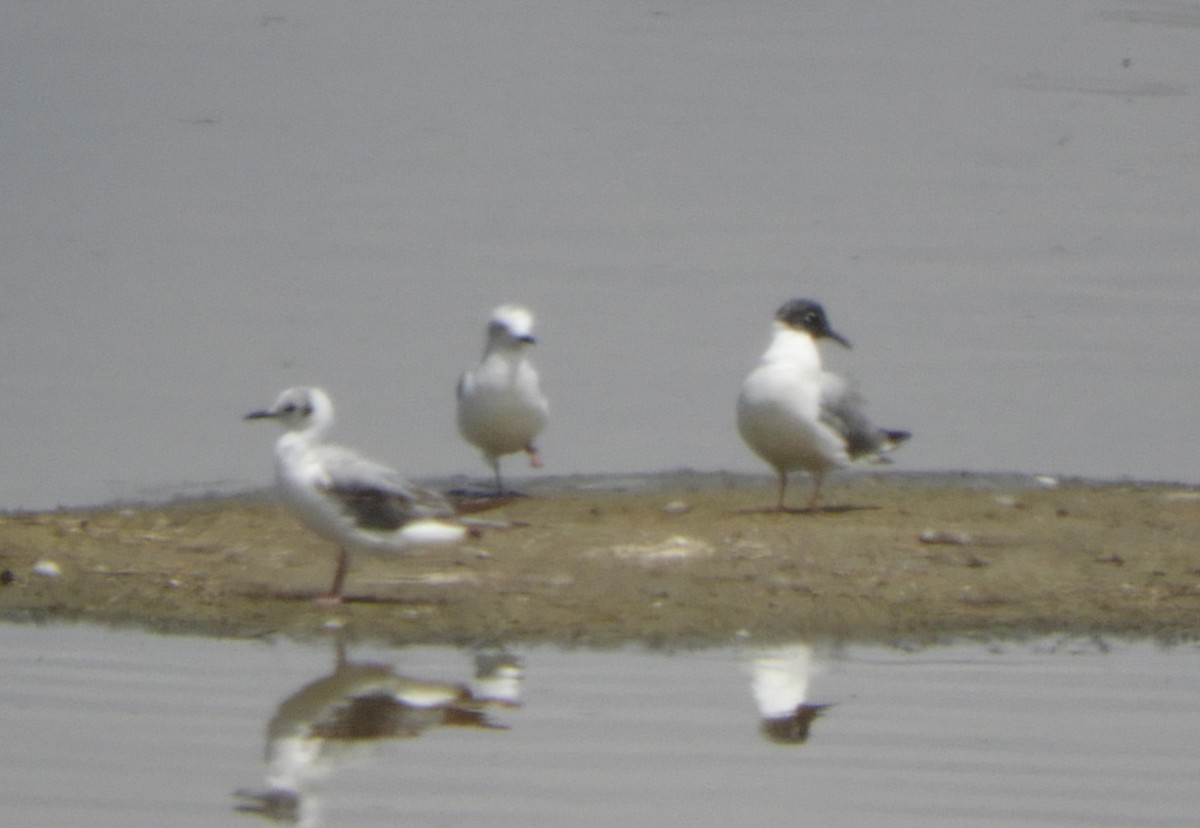 Bonaparte's Gull - Julie Szabo