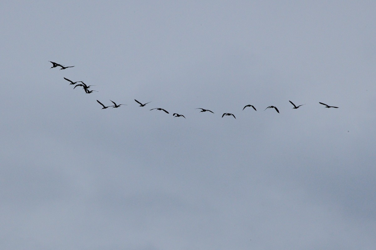 White-faced Ibis - Rich and Lynne Glassford